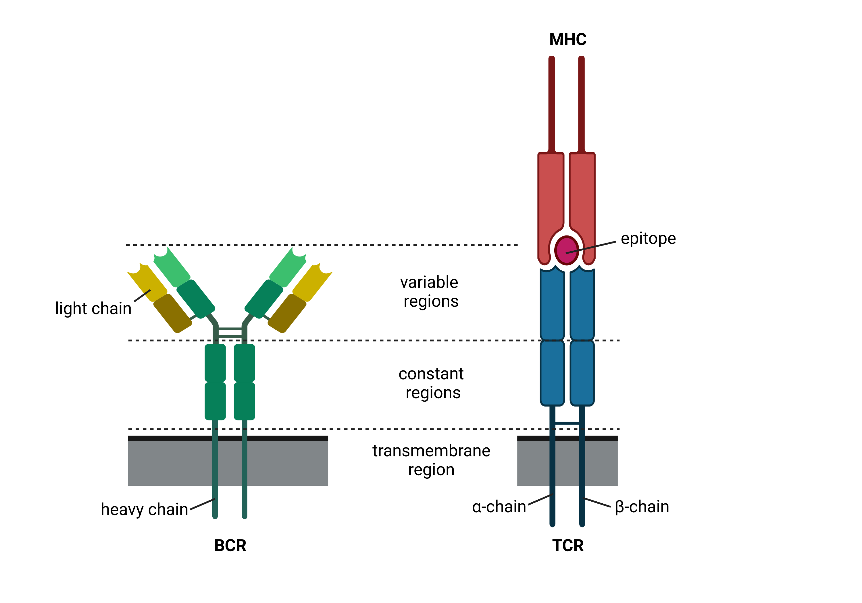 V(D)J Annotation - Official 10x Genomics Support